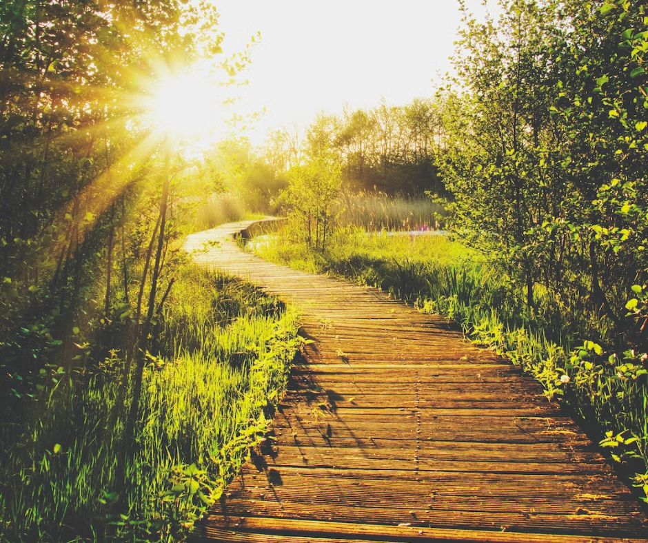 A wooden plank path curving toward sunlight and surrounded by trees
