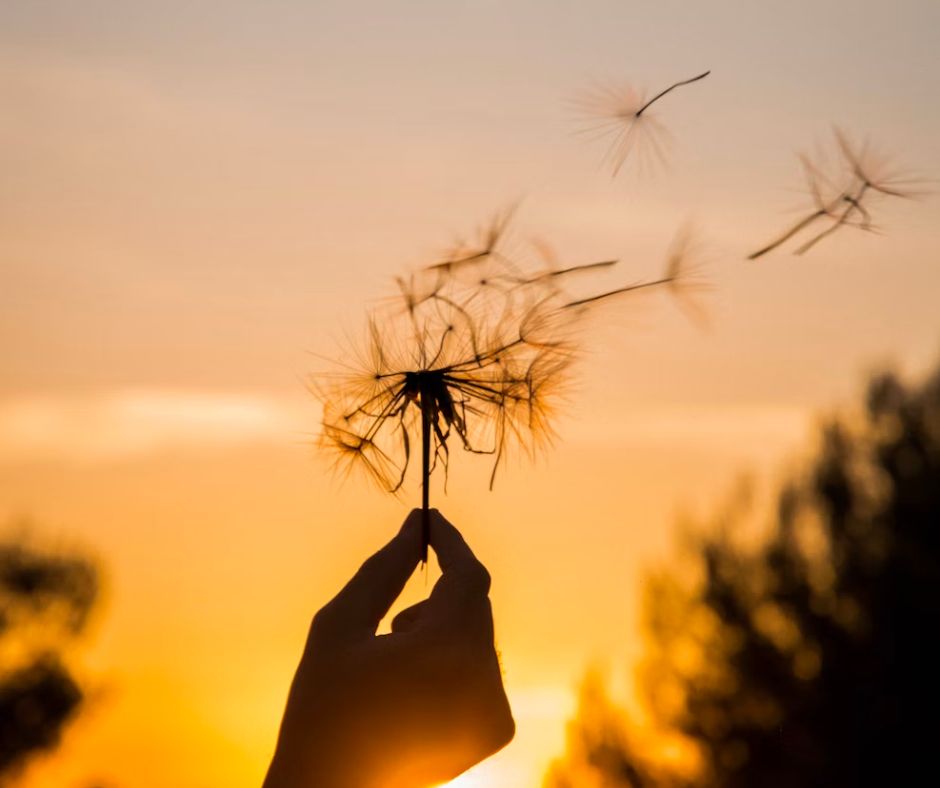 Silhouette of a hand holding a dandelion in front of a sunset as the wind blows seeds away