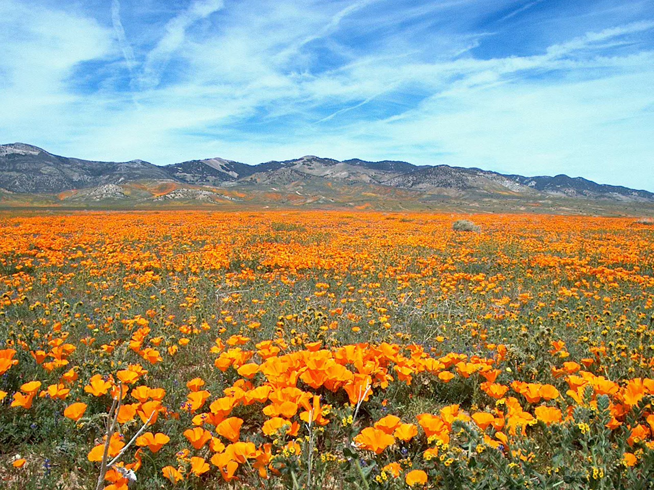 field of orange poppies mountains