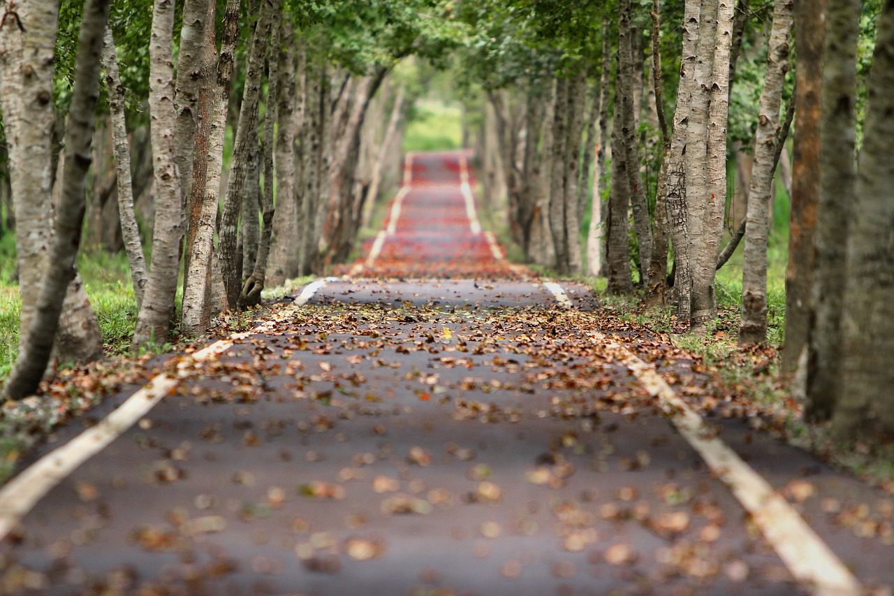 road, trees