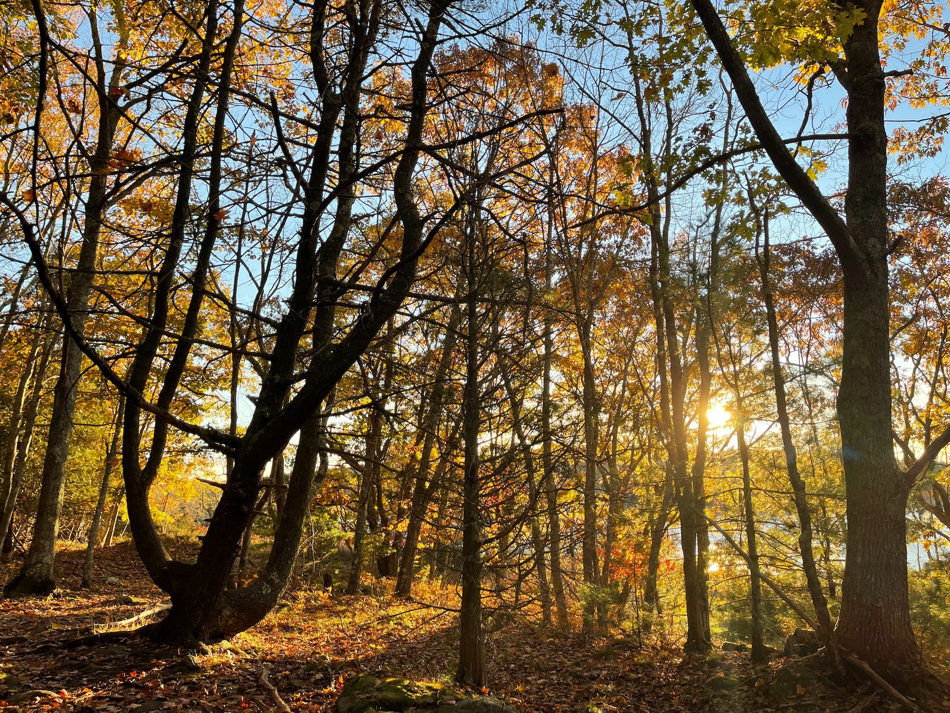 Light filtered through trees and autumn-colored leaves