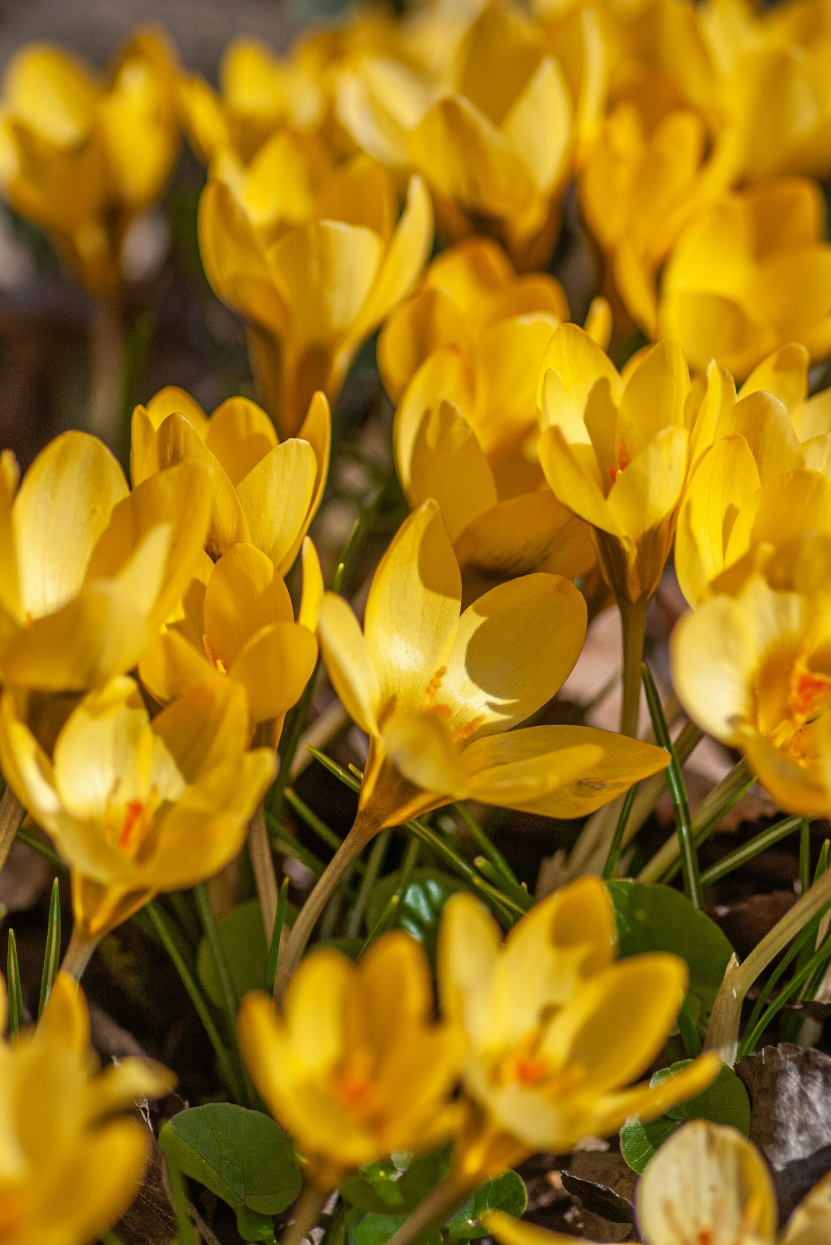 A cluster of butter yellow crocus flowers in bloom