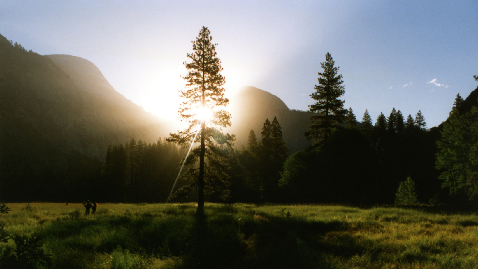 A pine tree backlit by the rising sun with a pine forest, mountaintops and blue sky in the background