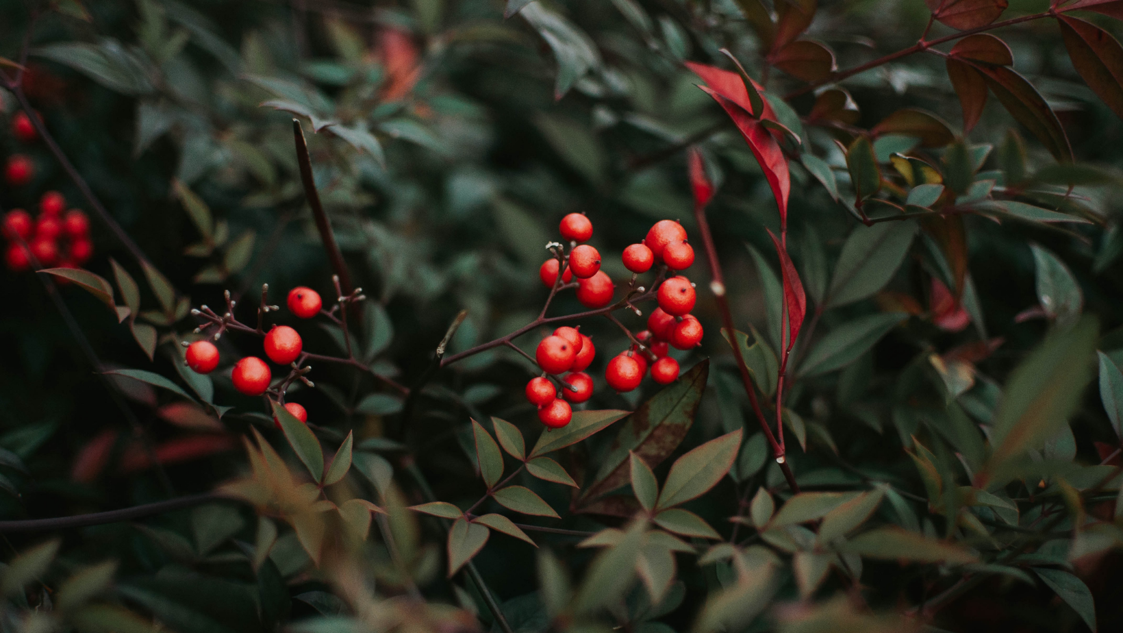 Holly branch with red berries